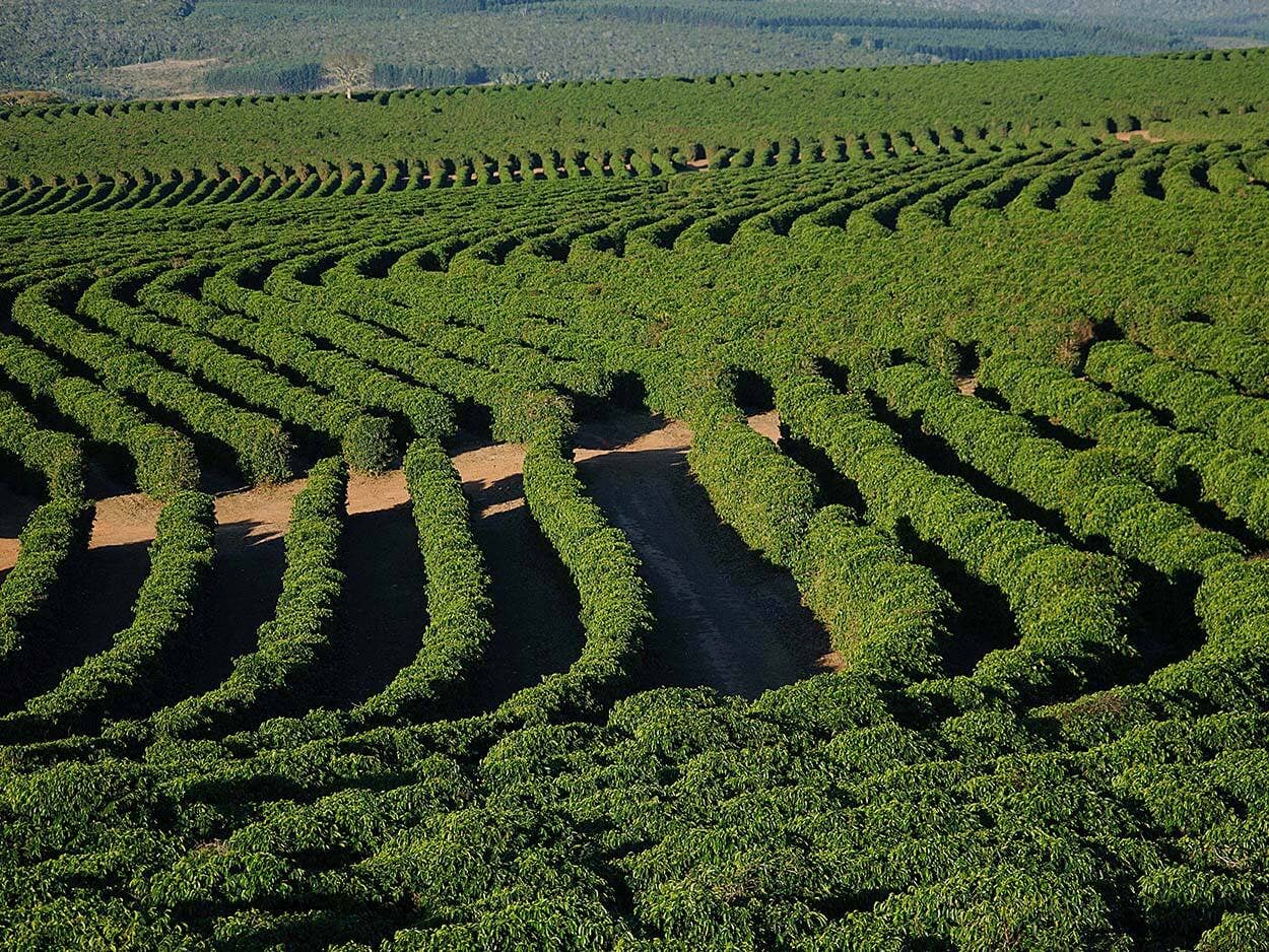 Oak and Bond Coffee Co. - Wholesale Coffee Beans - Bourbon Barrel Aged Coffee7