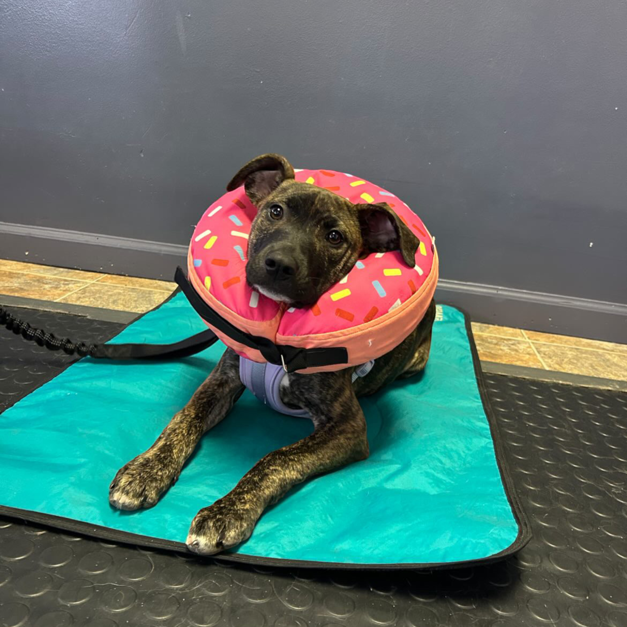 LUWELLO, LLC - Wholesale Pet Bed - Dog - Portable Dog Settle Mat12