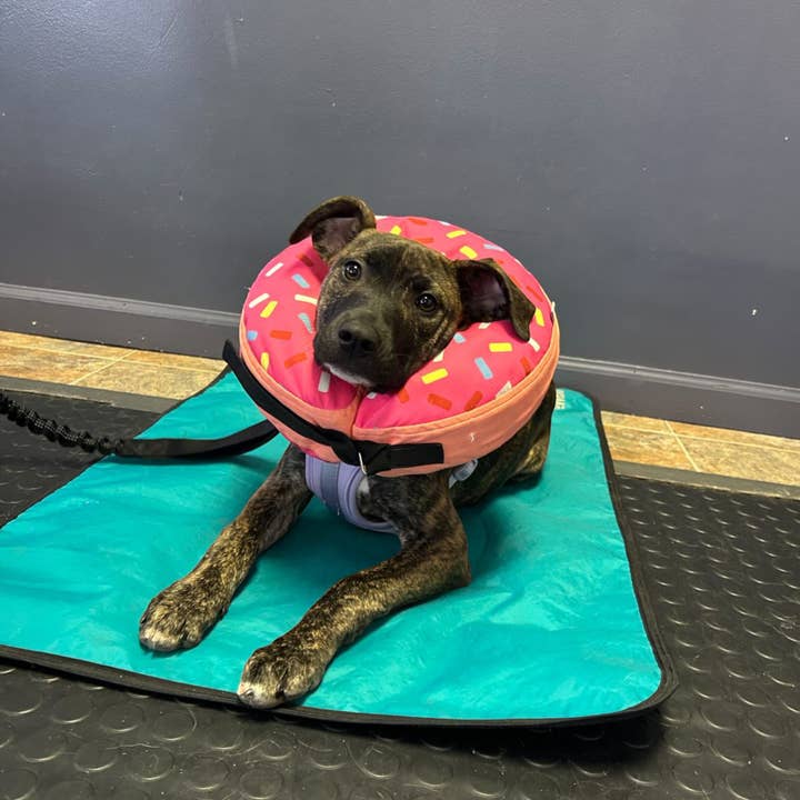 LUWELLO, LLC - Wholesale Pet Bed - Dog - Portable Dog Settle Mat12