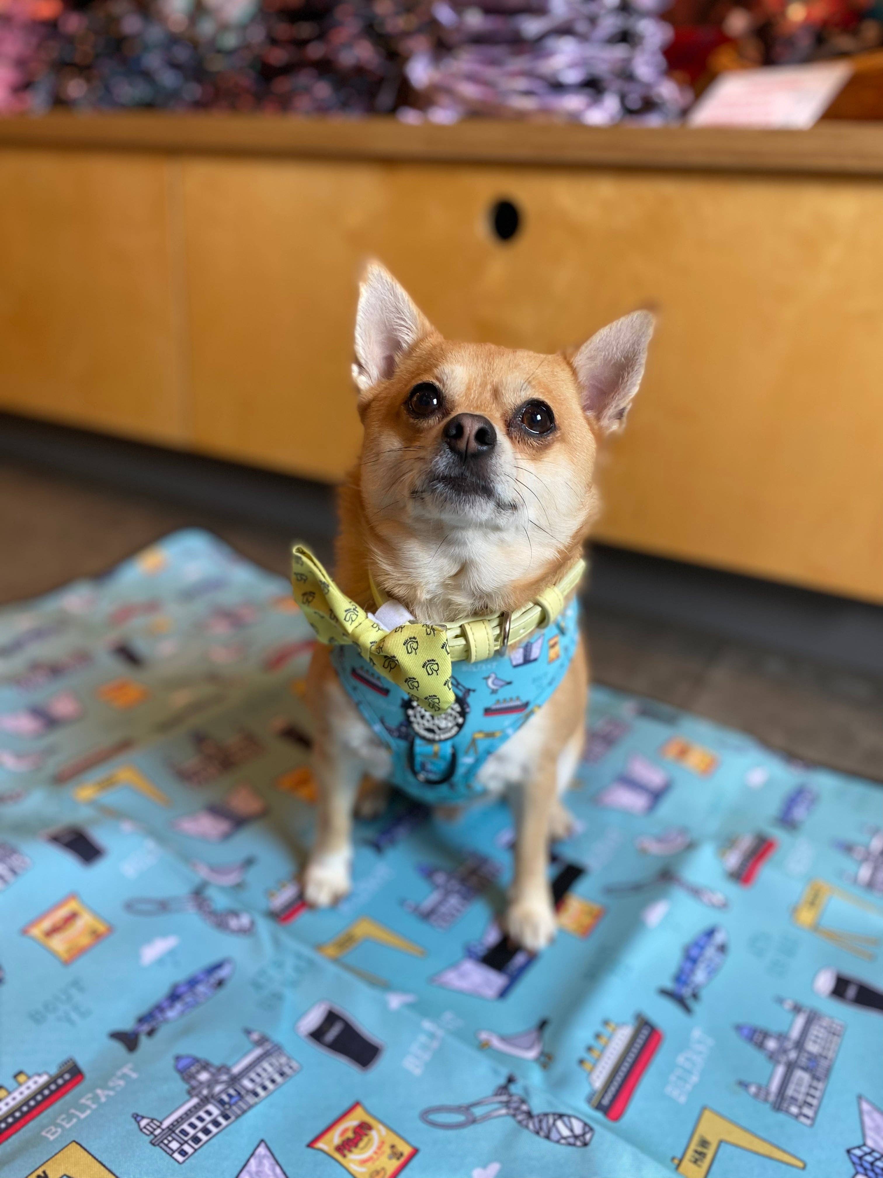 Murphy and Bailey - Wholesale Pet Travel Bowl - Dog - Murphy & Bailey Lightweight Travel Mat5