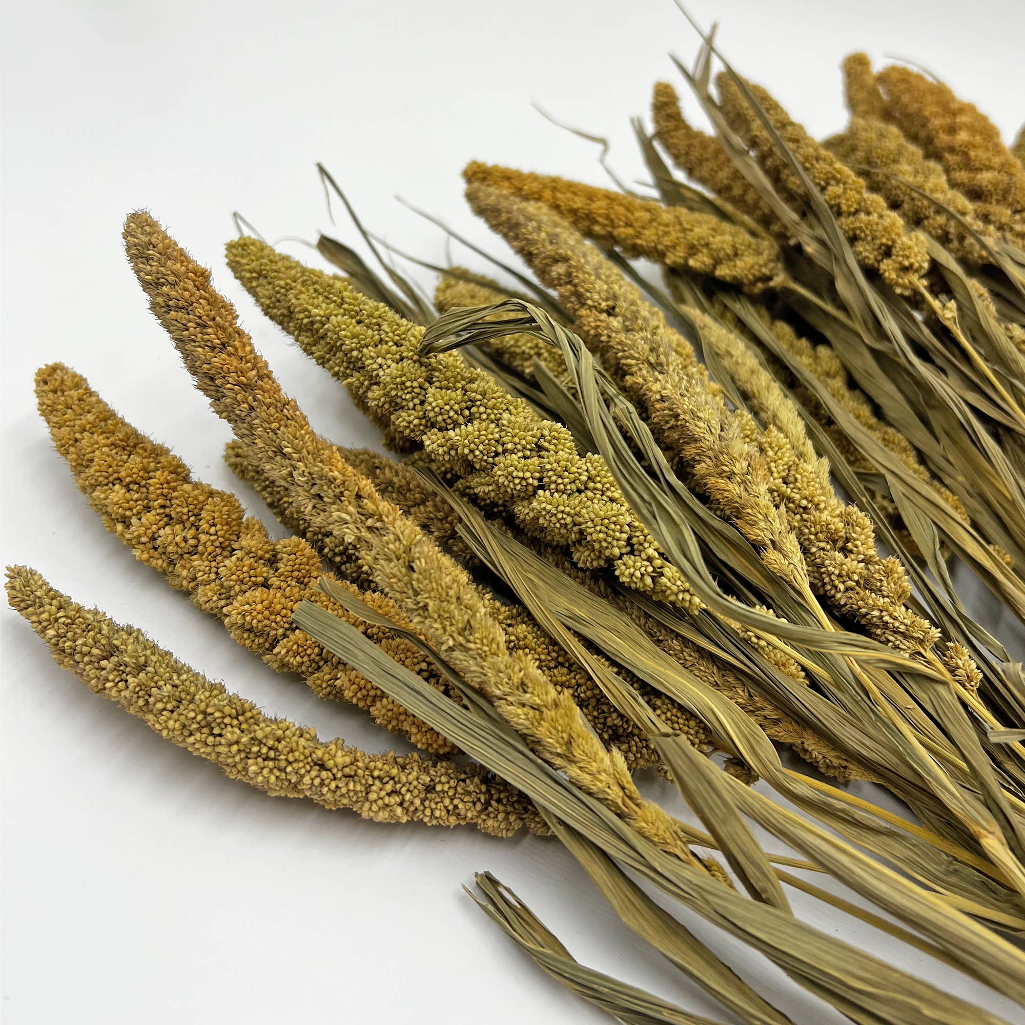 2626 Designs - Wholesale Dried/Pressed Flowers - Dried Preserved Millet Flower 21" Multiple Colors12