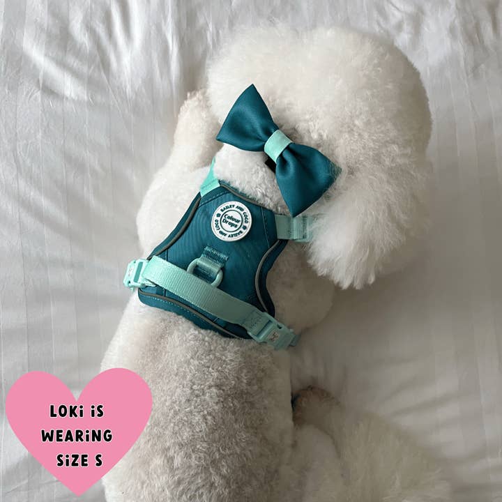 Bailey and Coco - Vente Harnais – chien - Harnais pour chien Trail & Glow - COLOUR DROPS® - Ice Teal22