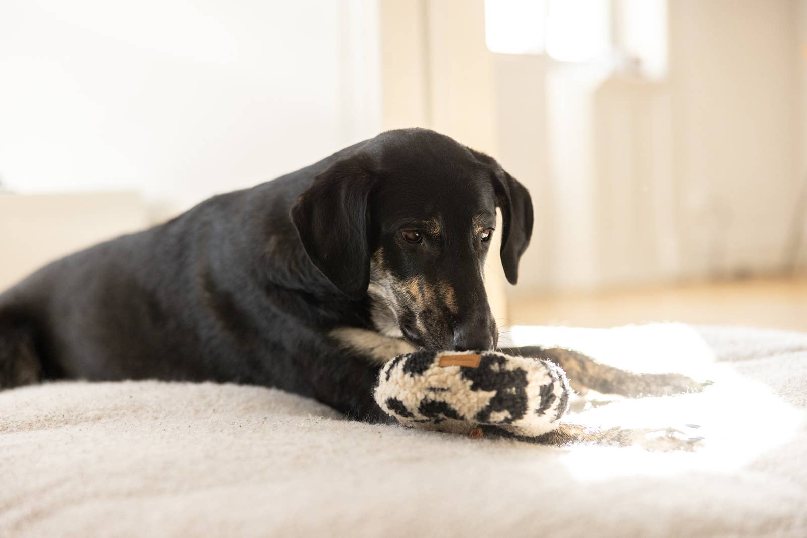 Lieblingspfote – Peluche - Cão por atacado – Crackle Donut Leo - feito à mão3