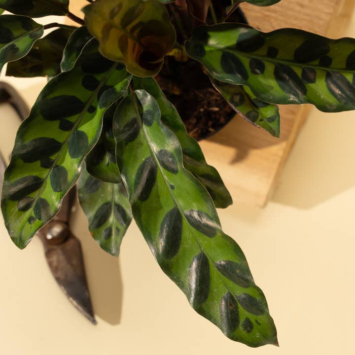 BWH Plant Co - Wholesale Live Plant - 4" Calathea Lancifolia 'Rattlesnake'4