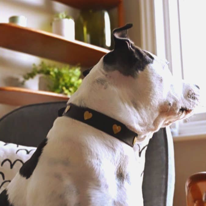 Creature Clothes - Venta al por mayor Collar - Perros - Collar de perro de cuero negro con tachuelas de corazón de latón1