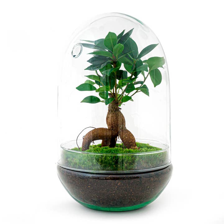 Doe-het-zelfset voor terrarium - Egg XL Bonsai - Bottle Garden - ↑ 30 cm voor wholesale door Trendhero.nl/b2b
