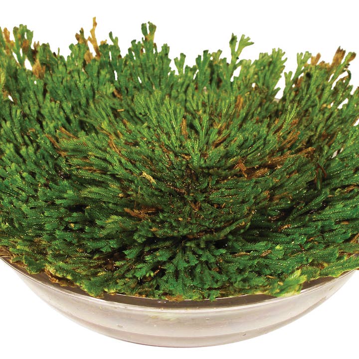 Silver Circle Products - Wholesale Plant Seeds - Dinosaur Plant