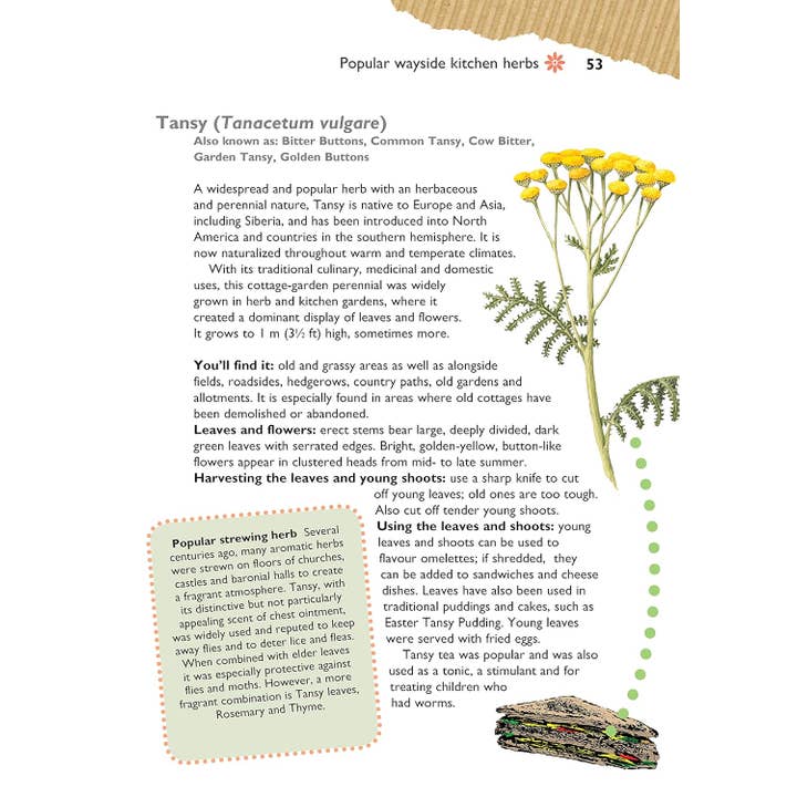 Fox Chapel Publishing - Wholesale Natuur en buitenleven - Zelfvoorziening - Foerageren naar wild voedsel2