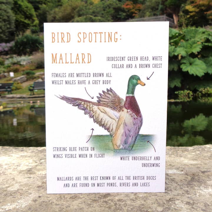 Grusskarte, unbedruckt, Motiv Vogelbeobachtung: Stockente für den Großhandel von Little Plover