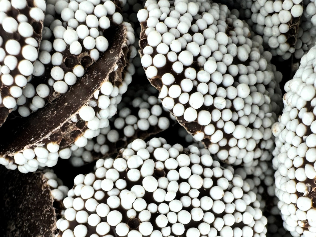 Martin's Country Store LLC - Venta al por mayor Dulces con chocolate - CHOCOLATE NORMAL SIN IGUAL, 9.3 oz1