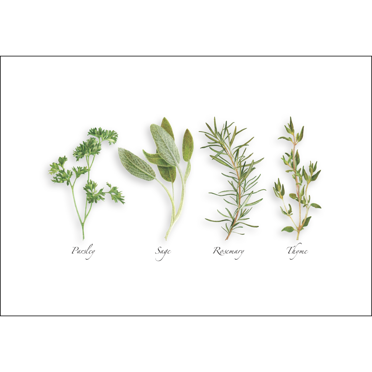 Earth Sky + Water - Wholesale Everyday Greeting Card - Parsley, Sage, Rosemary & Thyme0
