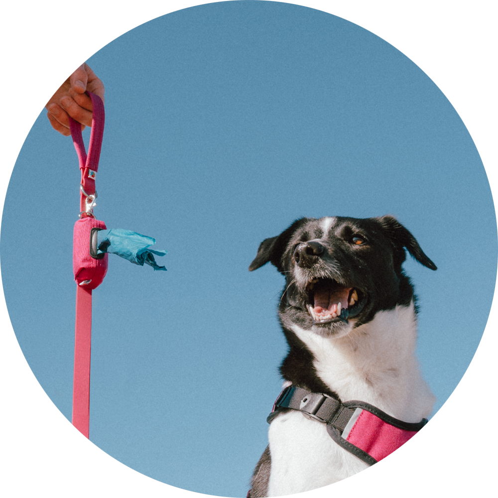 Wildebeest - Wholesale Pet Poop Bag Dispenser - Funston Dog Poop Bag Holder11