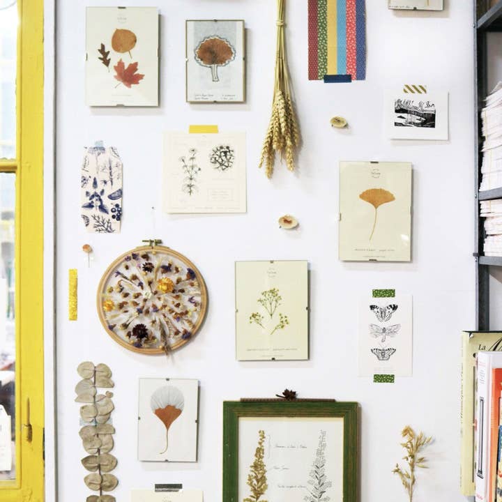 Folium - Maison Botanique - Wholesale Dried/Pressed Flowers - No. 17 · The Gypsophila2