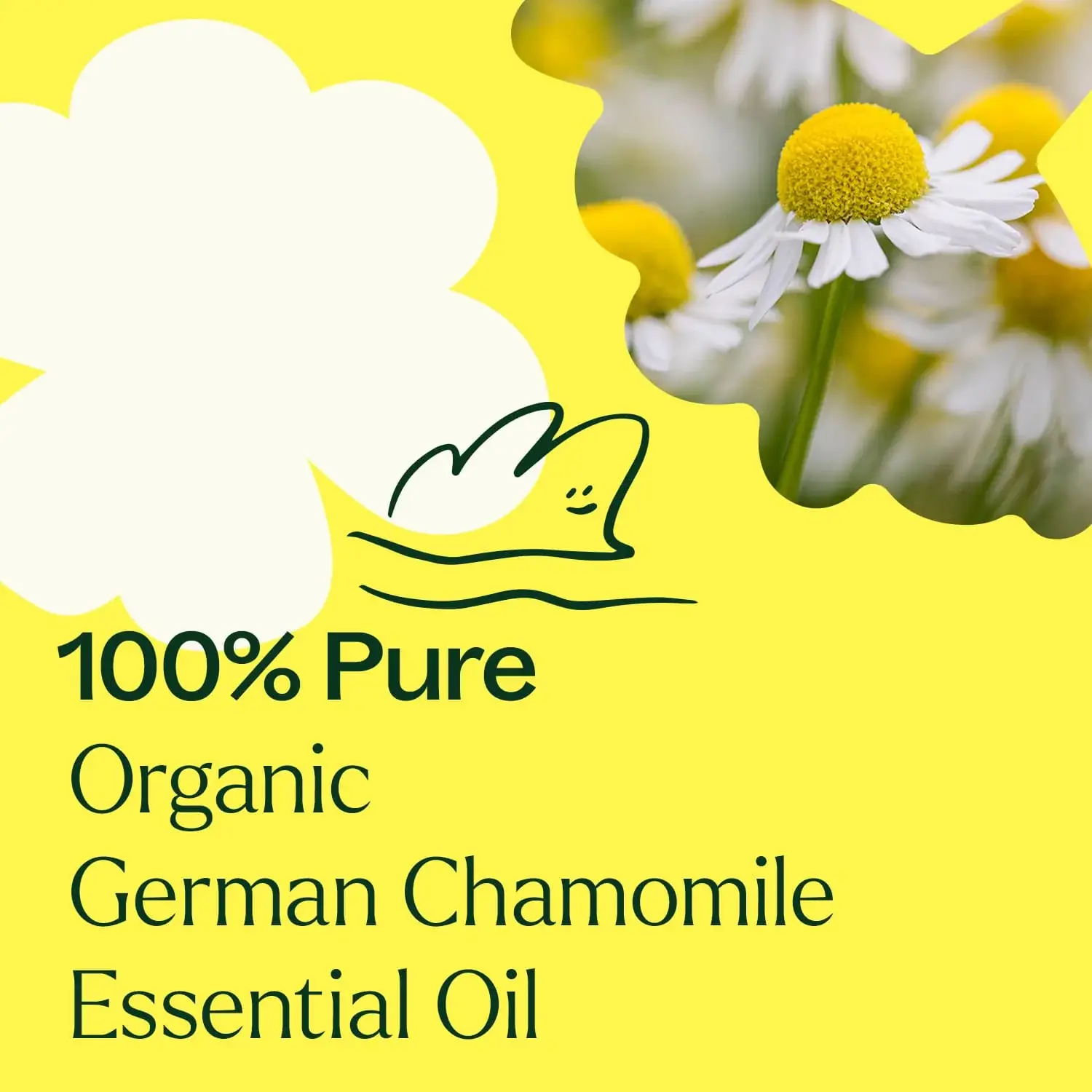 Plant Therapy - Wholesale Essential Oil - Organic German Chamomile Essential Oil 2.5 mL5