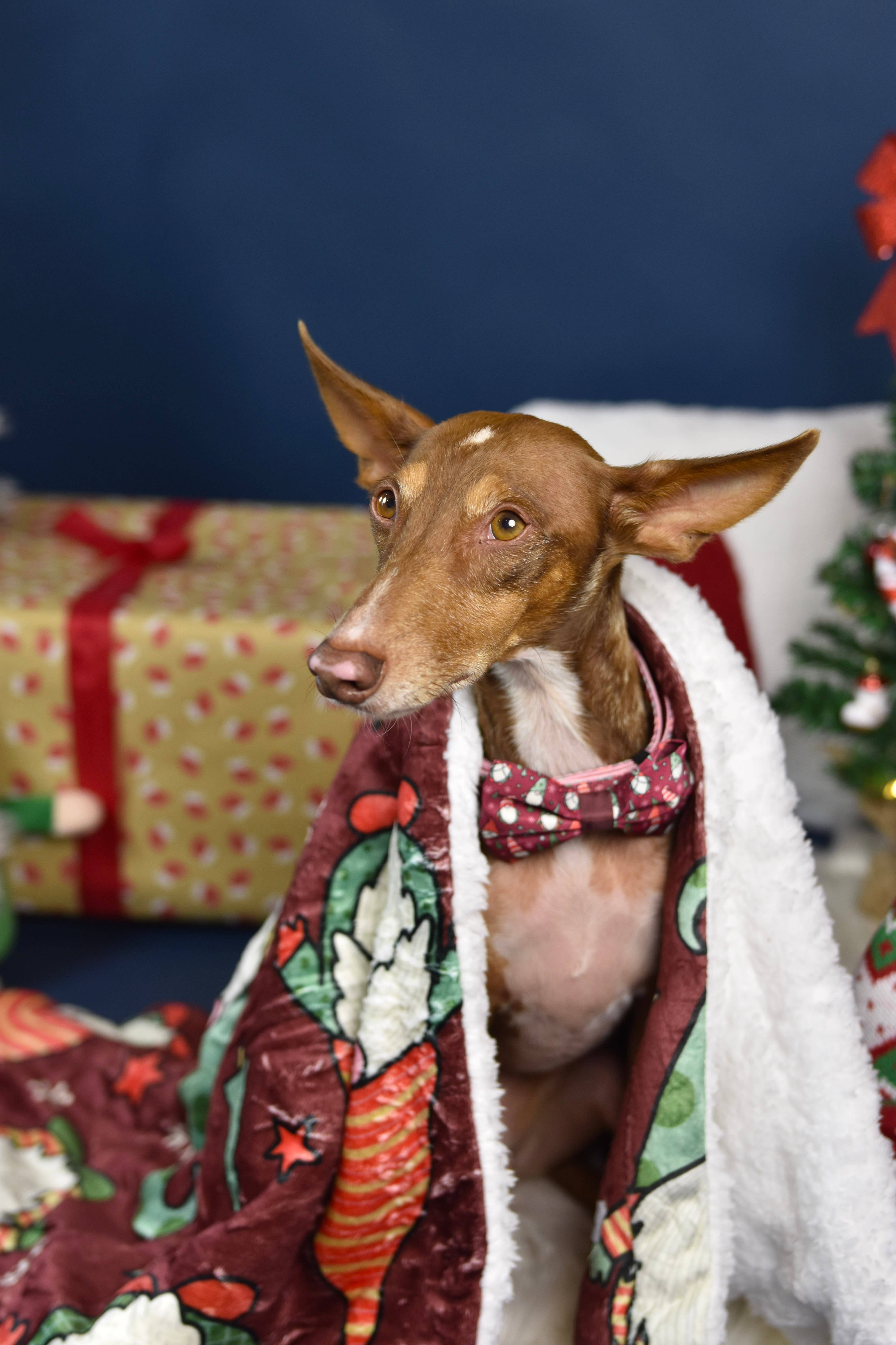 Wuffelliebe - Vendita all'ingrosso Coperta - Cani e gatti - Coperta XL « Naughty and I Gnome It »2