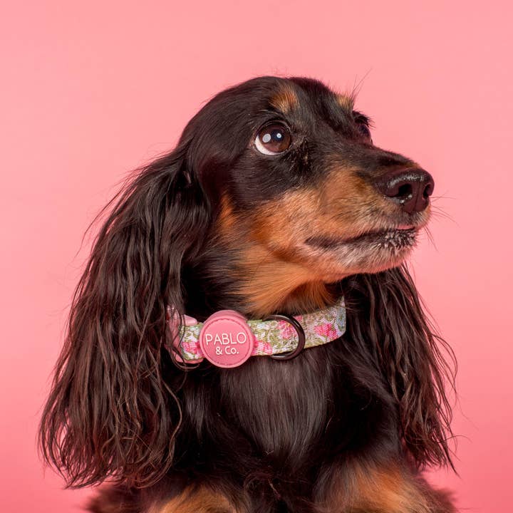 Pablo & Co. Boutique - Wholesale Pet Collar - Dog - Flora & Fern: Dog Collar