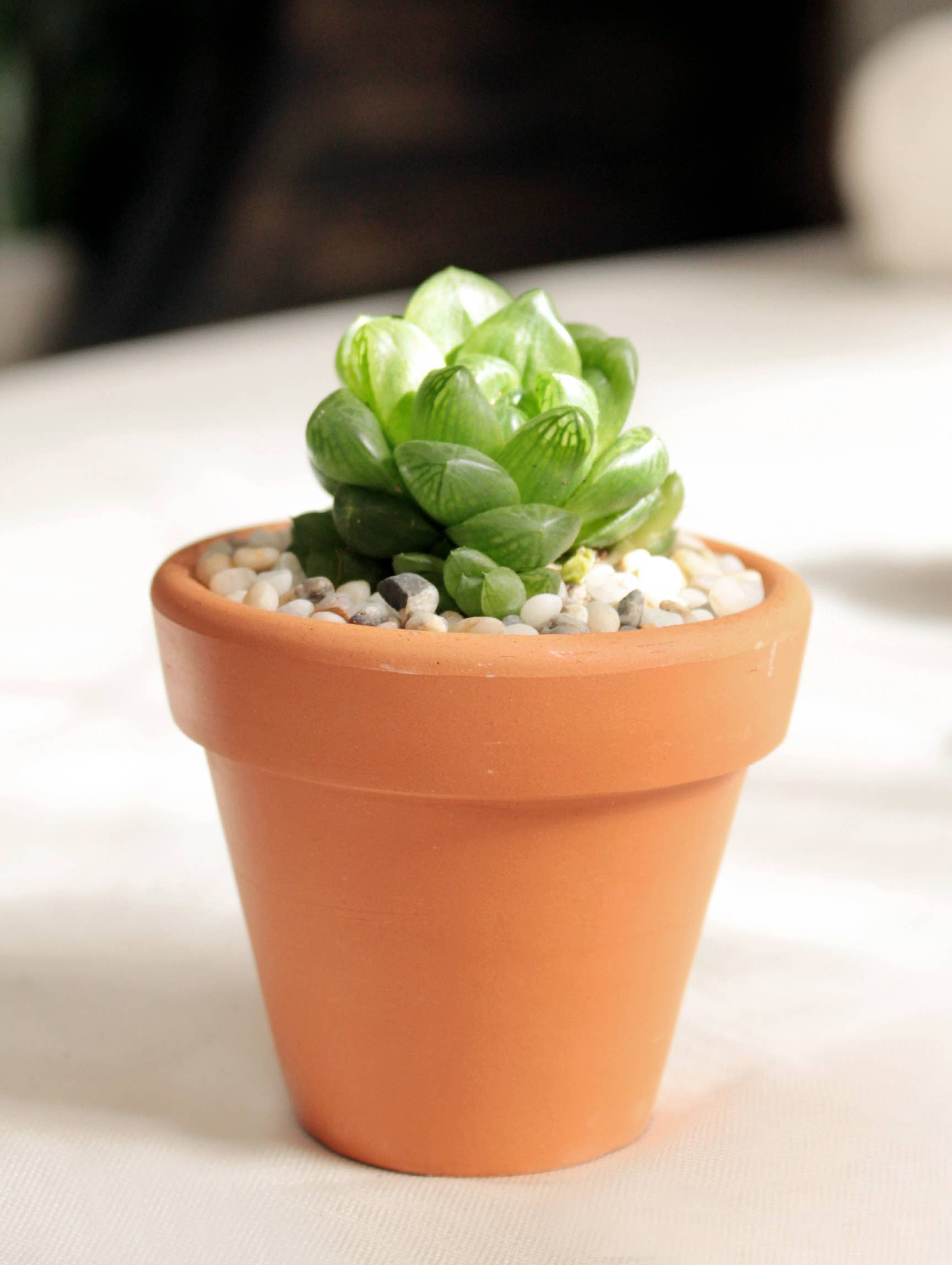 Best Plant Friend - Wholesale Plant Pot - Terracotta Plant Pot 2 inch, Small Clay Pot with Drainage4