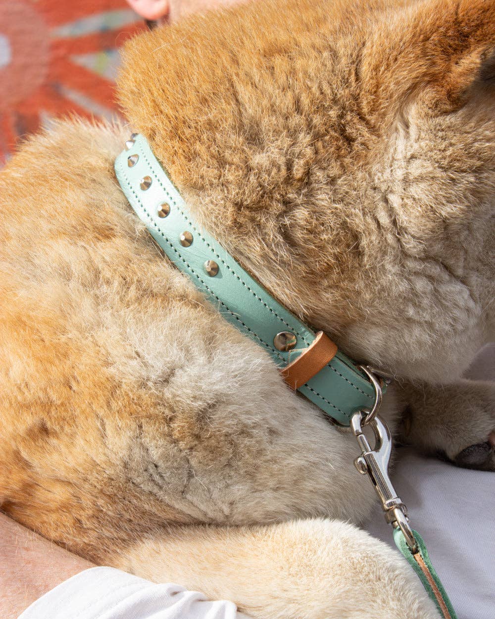 Hiro + Wolf – wholesale Pet collar – Dog – Luxury Leather Duo Tone Studded Dog Collar 'Mint + Tan'13