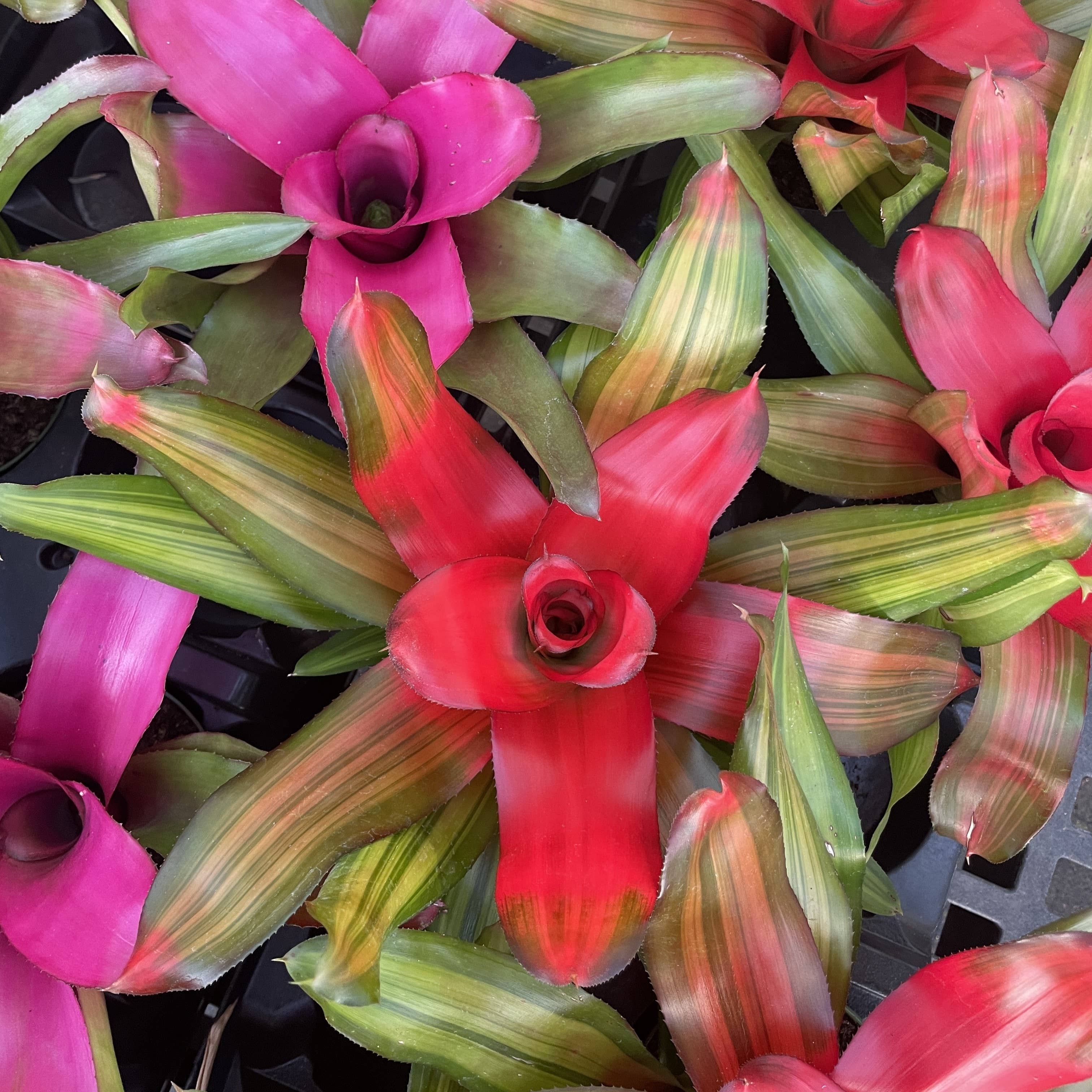 Thorsen's Greenhouse - Wholesale Live Plant - Bromeliad Neoregelia 'Neos' - Live Plant - Assorted6