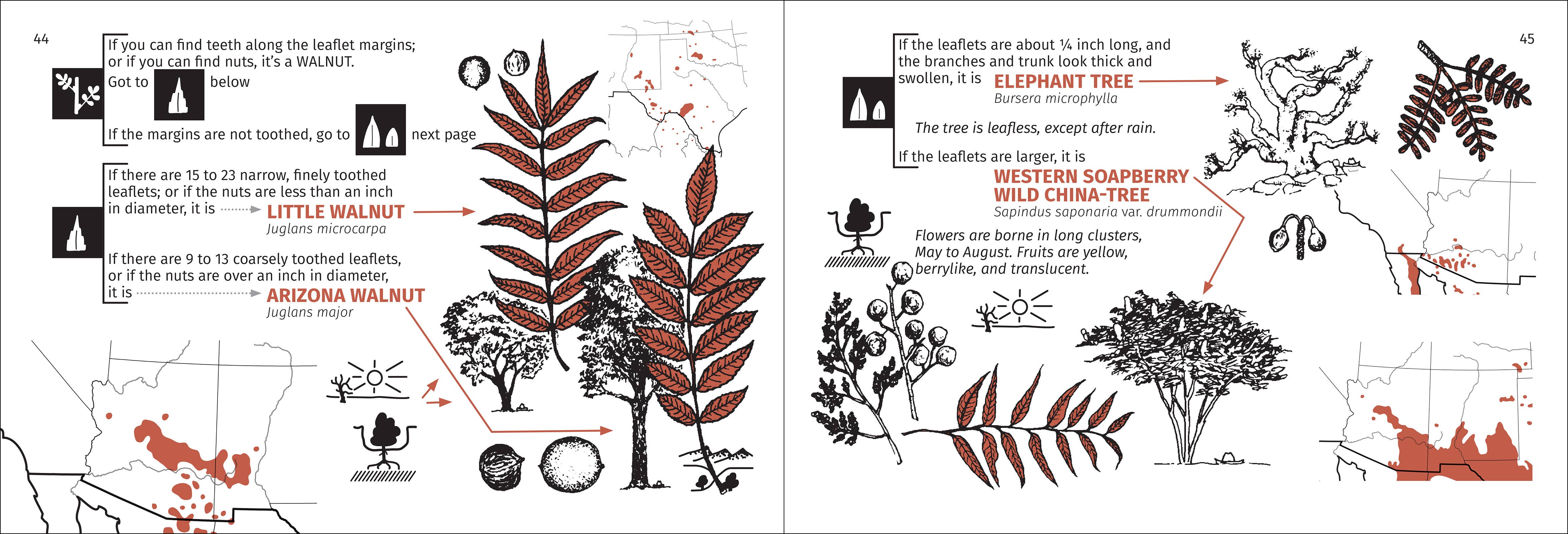 AdventureKEEN - Wholesale Nature & Outdoors - Desert Tree Finder 2e4