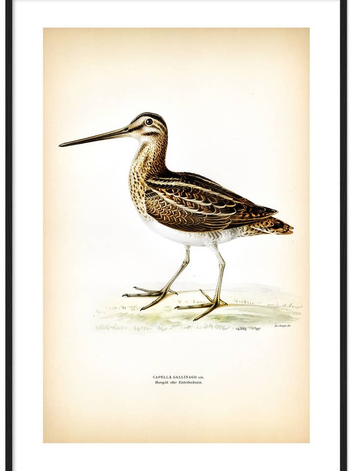 Enkelbeckasin för wholesale av Svenska Fåglar