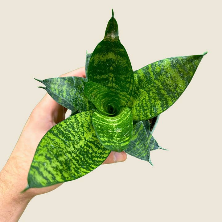 4" Sansevieria Green Hahnii for wholesale by The Greenhouse Wholesale