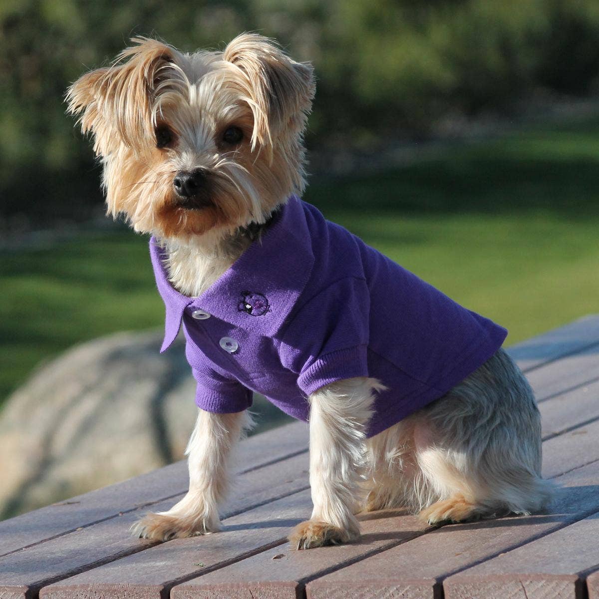 Doggie Design - Wholesale Pet Shirt - Dog - Solid Dog Polo - Ultra Violet3