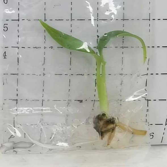 OrchidBox - Wholesale Live Plant - Monstera dilacerata aka "Burle Marx Flame" TC Plantlet