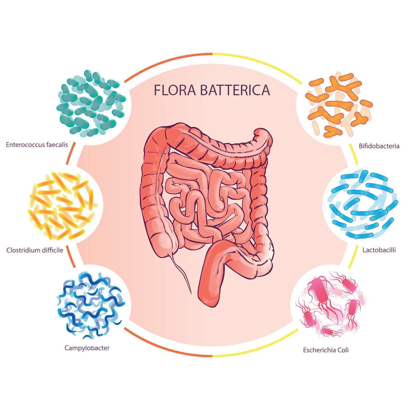 Erbavoglio – wholesale Oralt tillskott/Vitamin – Colonflora Plus kapslar, 60 st – 100 % naturligt kosttillskott1