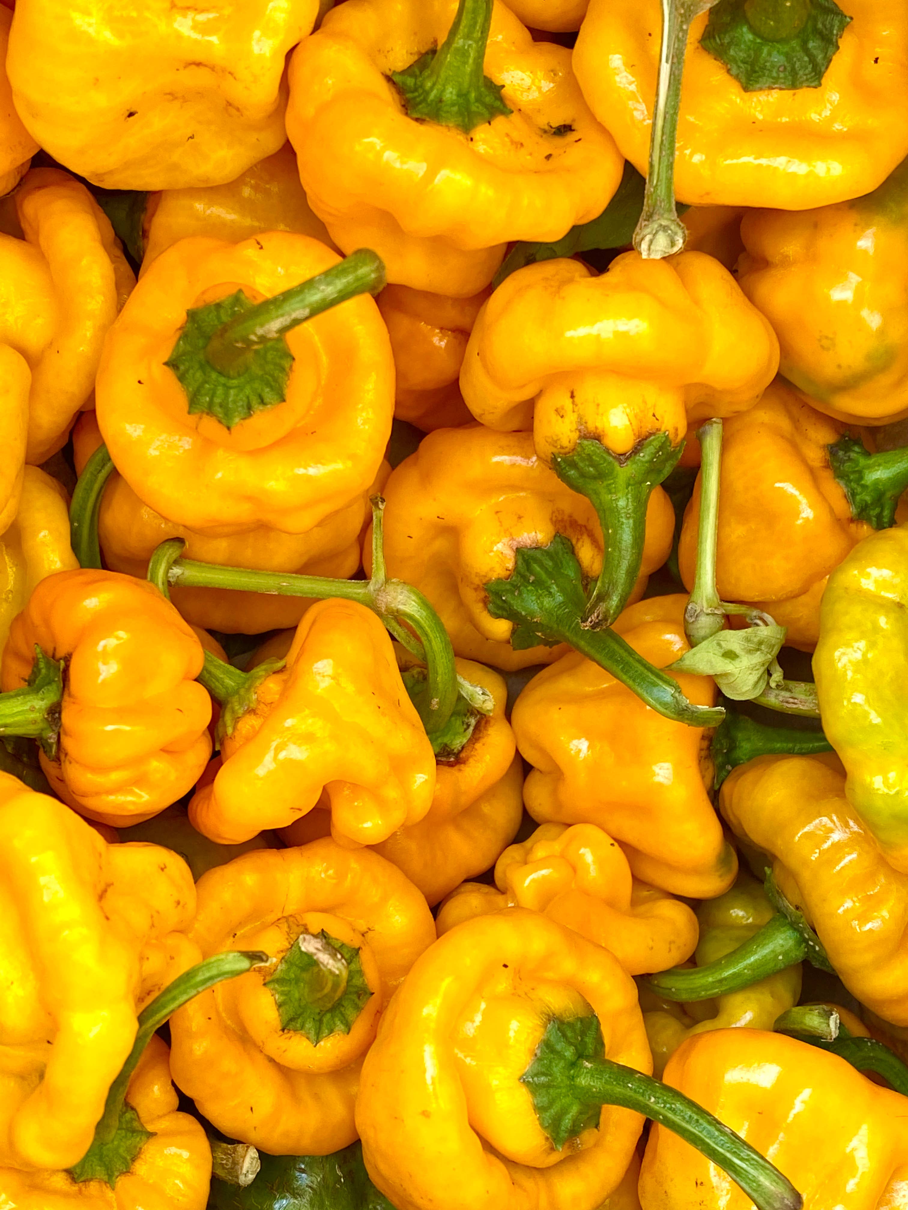 Weymouth 51 Hot Sauces – wholesale Hot sauce – Luxury Christmas Pudding hot chilli sauce 220ml5