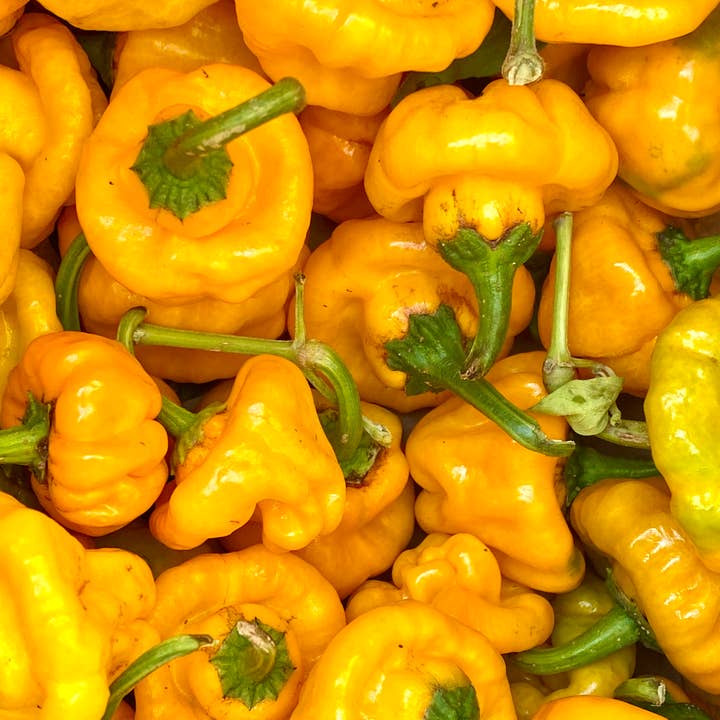 Weymouth 51 Hot Sauces ā wholesale Hot sauce ā Luxury Christmas Pudding hot chilli sauce 220ml5