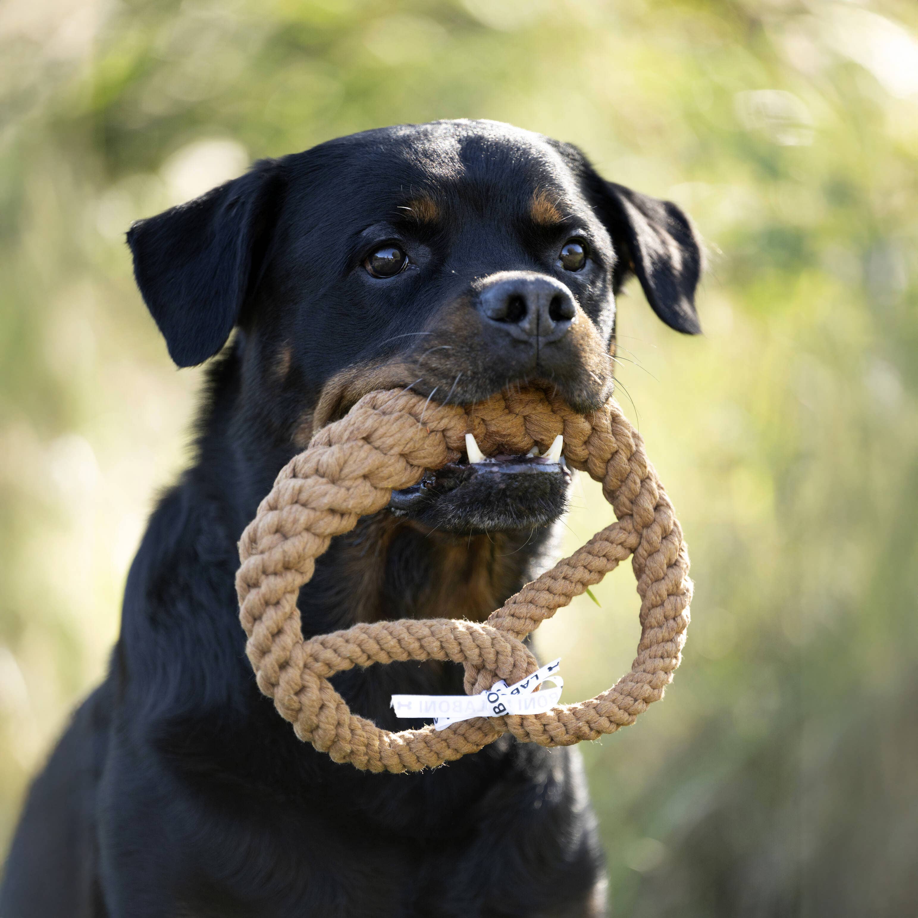 LABONI - Volentis GmbH - Wholesale Pet Rope Toy - Dog - BRITTA BREZEL – Iconic Shape, Smart Play12