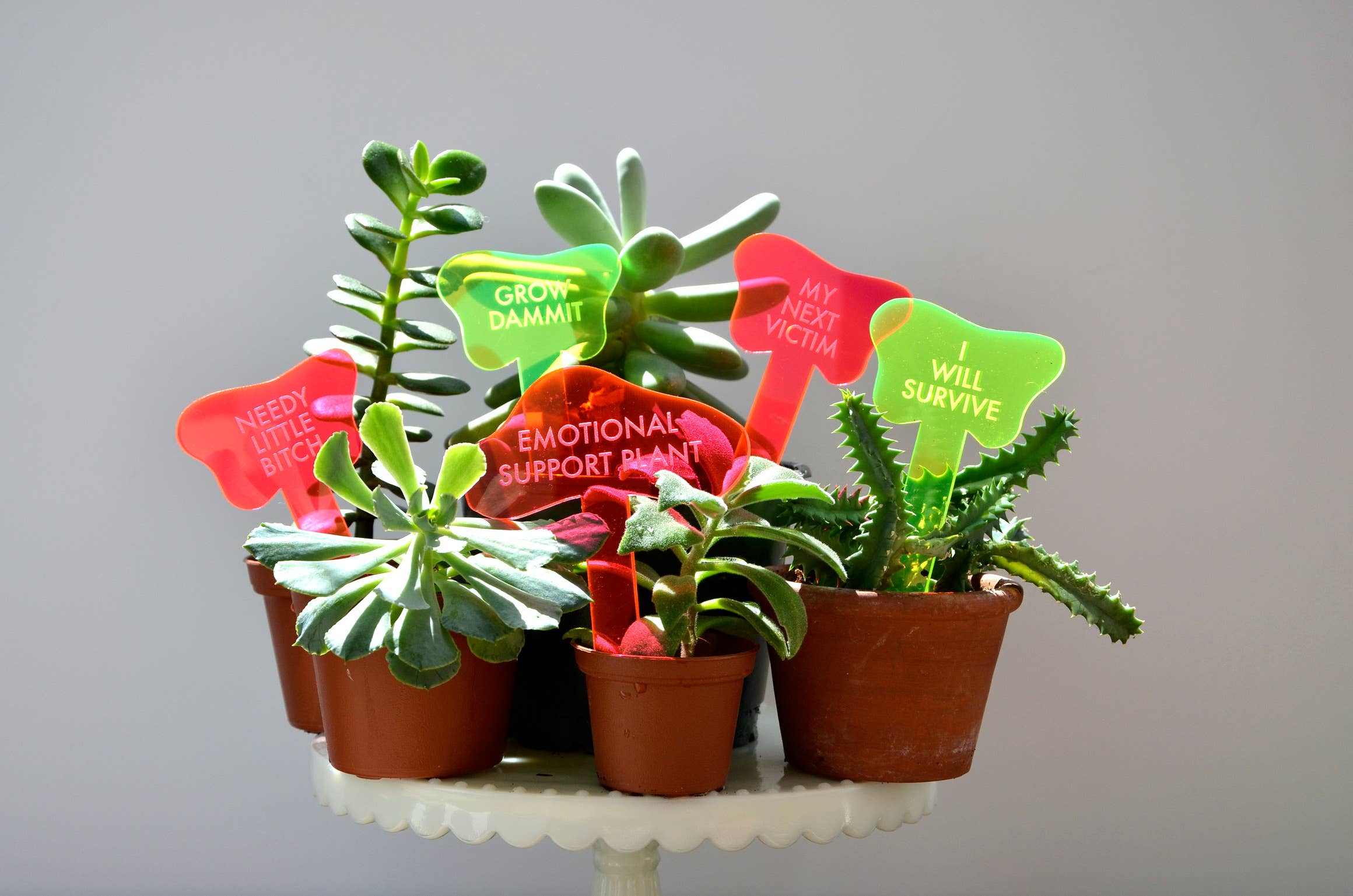 Tuff Girl Gang - Wholesale Plant Pot - NEEDY LITTLE BITCH Plant Stake13