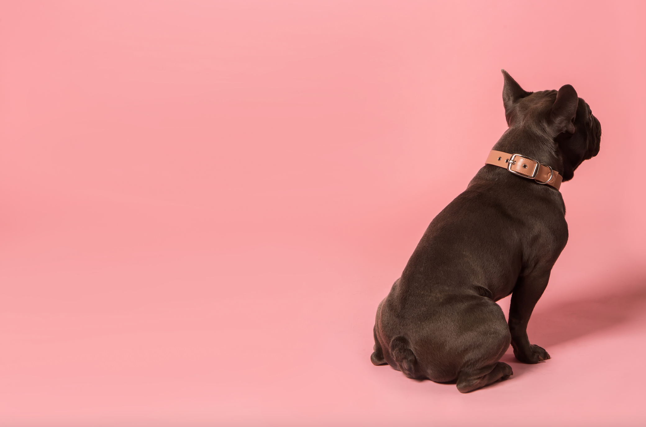 Skylos Collective - Wholesale Pet Collar - Dog - Pink Vegan Leather Dog Collar3