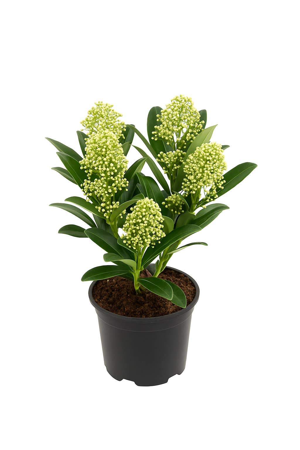 Oasis of Life - Wholesale Live Plant - Skimmia japonica – Evergreen ornamental shrub with white flowers – Hardy & easy-care garden plant for beds, containers & terraces – Noble bloom April–May – Dark green, glossy foliage