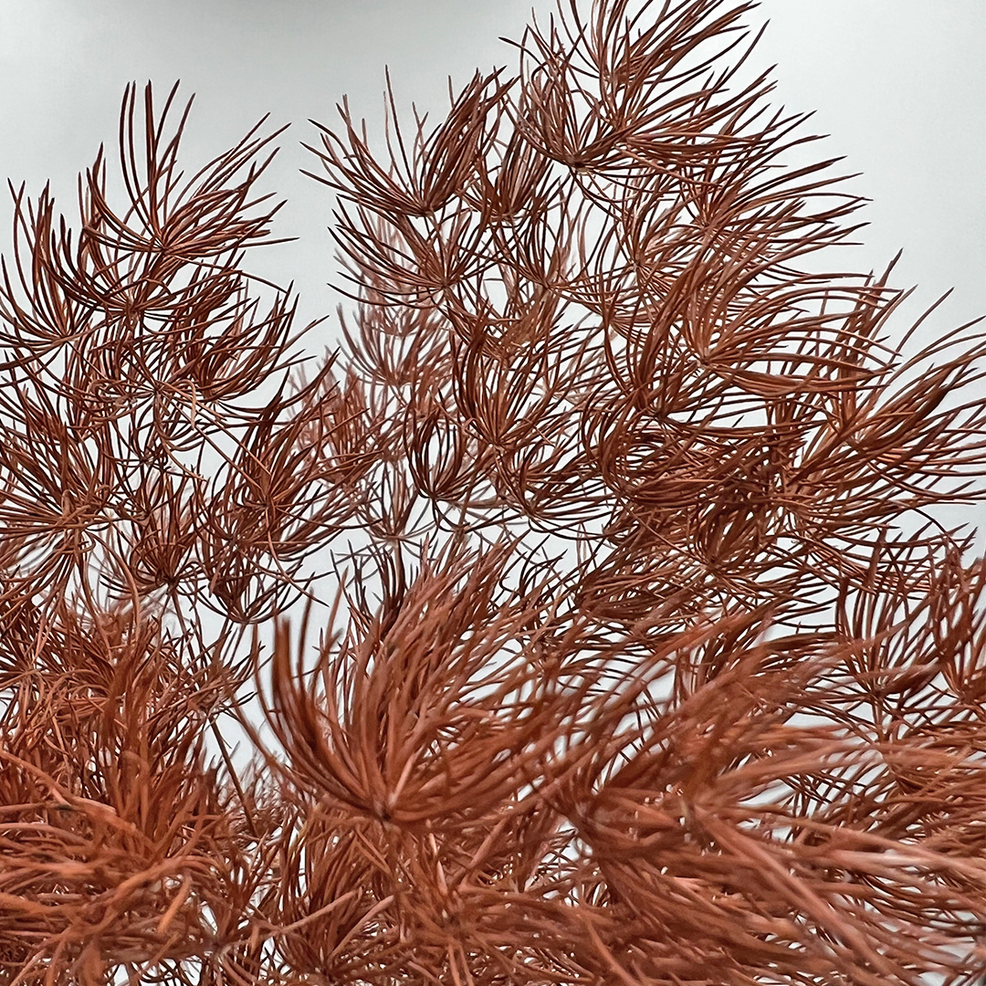 2626 Designs - Venta al por mayor Flores secas/prensadas - Helecho Espárrago Preservado, de 30 a 50 cm de largo3