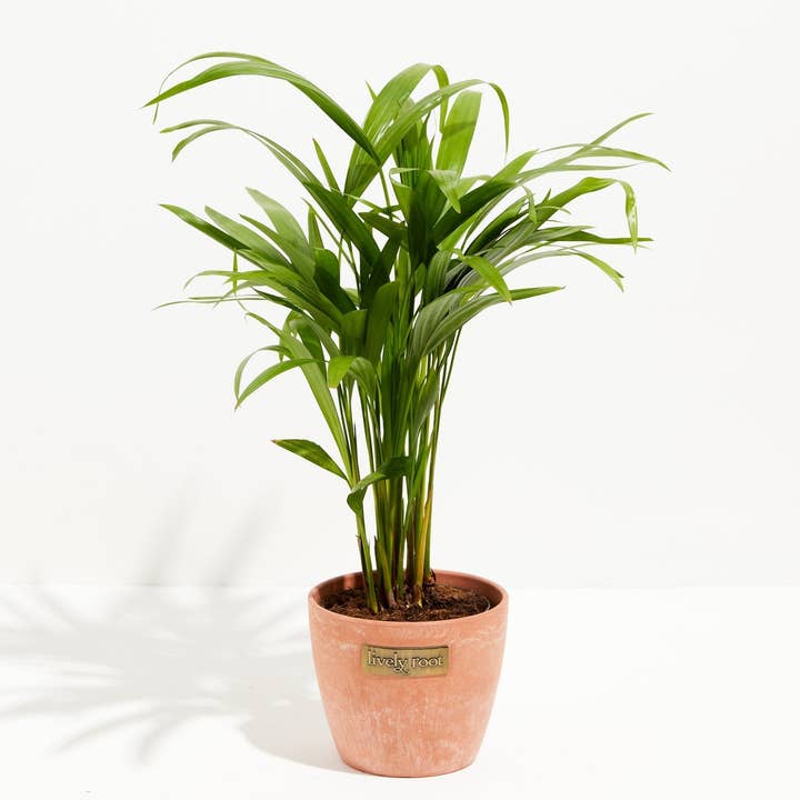 Lively Root - Wholesale Live Plant - Areca Palm Indoor Tree9