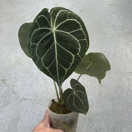 OrchidBox - Wholesale Live Plant - Anthurium Clarinervium 3.0" | Rare Houseplant1