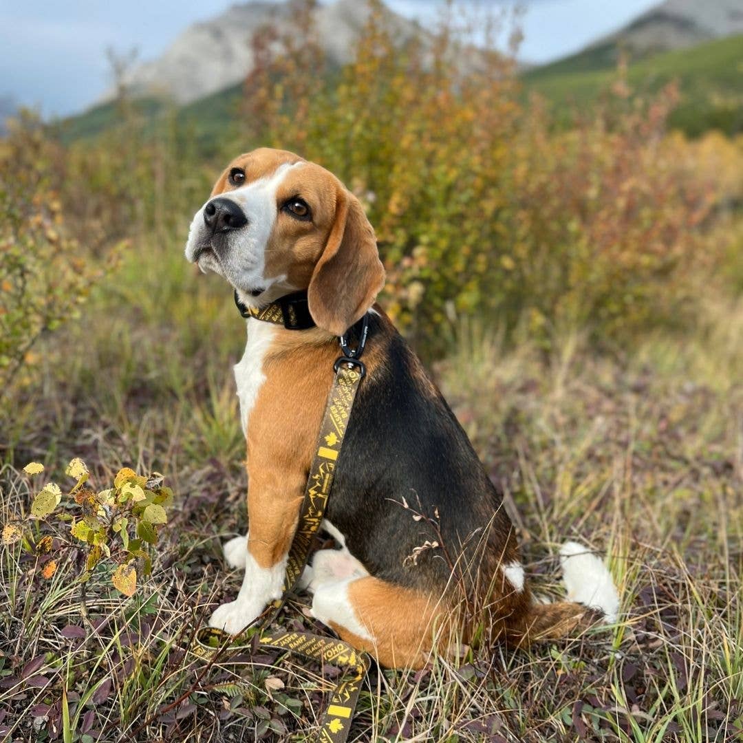 Rocky Mountain Dog – wholesale Hundkoppel - Hund – Kanadensiska Rockies Hundkoppel6