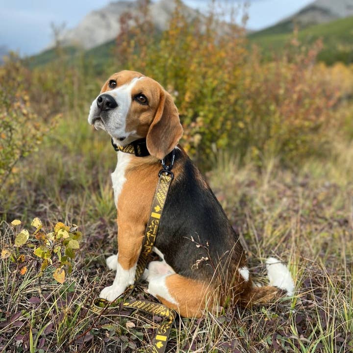 Rocky Mountain Dog – wholesale Hundkoppel - Hund – Kanadensiska Rockies Hundkoppel6