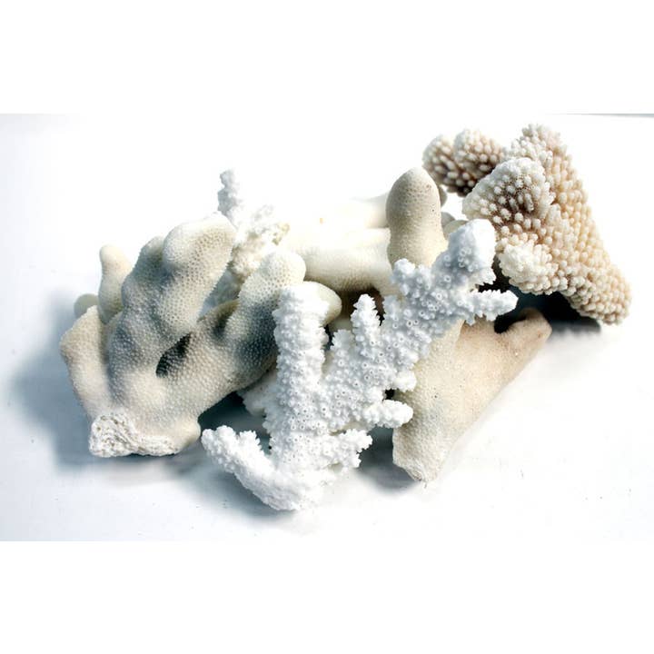 California Seashell Company - Wholesale Decorative Tabletop Object - Coral Chunks - Broken Coral Pieces - Choose from 2-5"