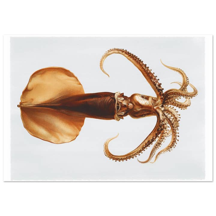 Calmar pour la vente par Maison de Paloma