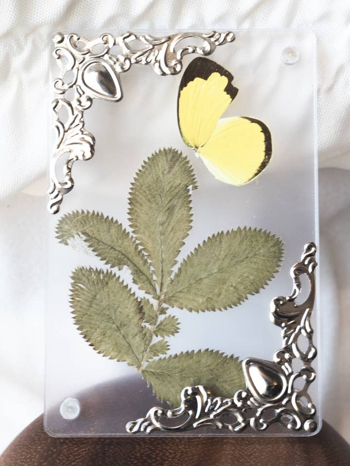 Imanes con alas de mariposa para venta al por mayor de Mz. Jones’ Curio, Inc.