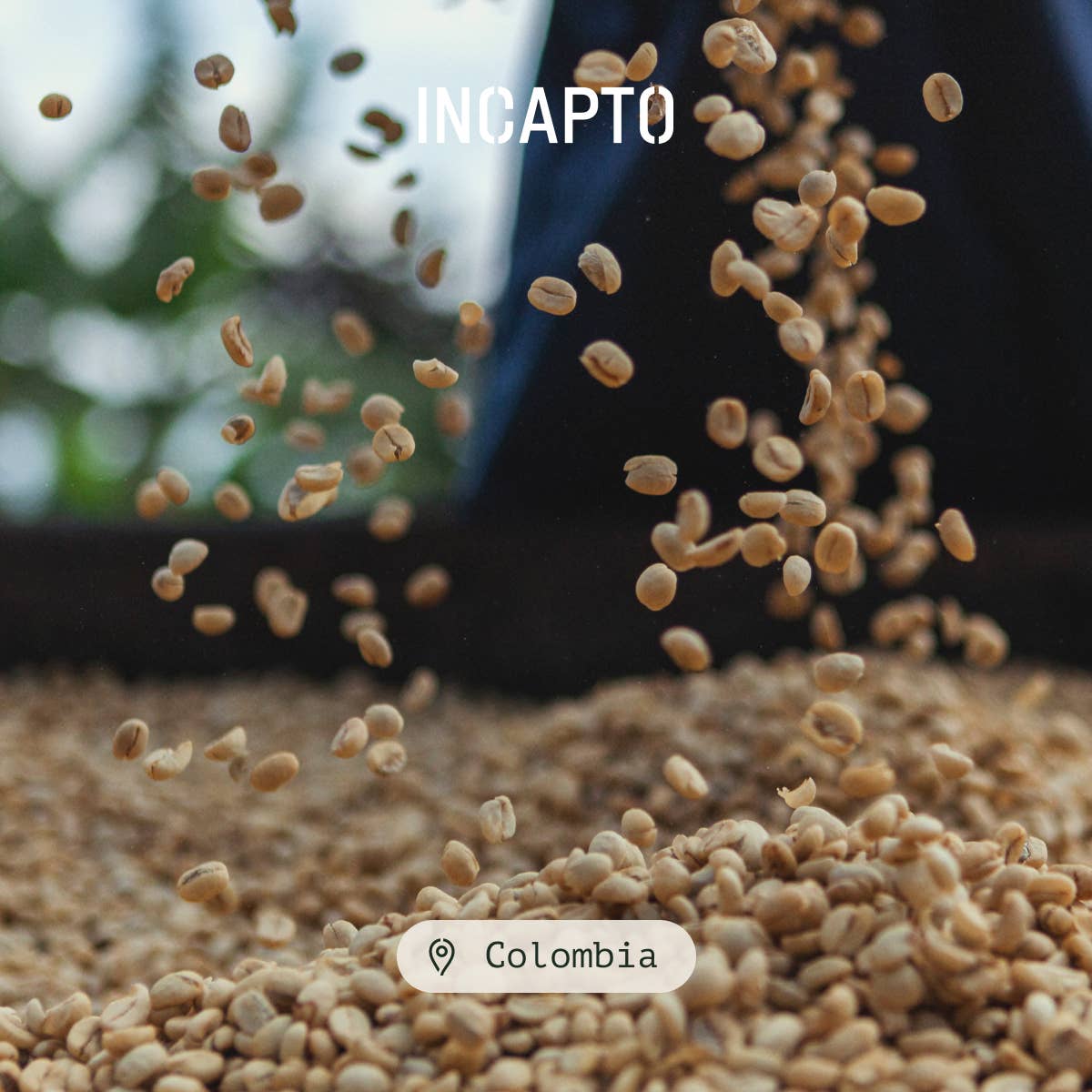 INCAPTO COFFEE - Wholesale Coffee Beans - Specialty Bean Coffee Origin COLOMBIA 100% Arabica5