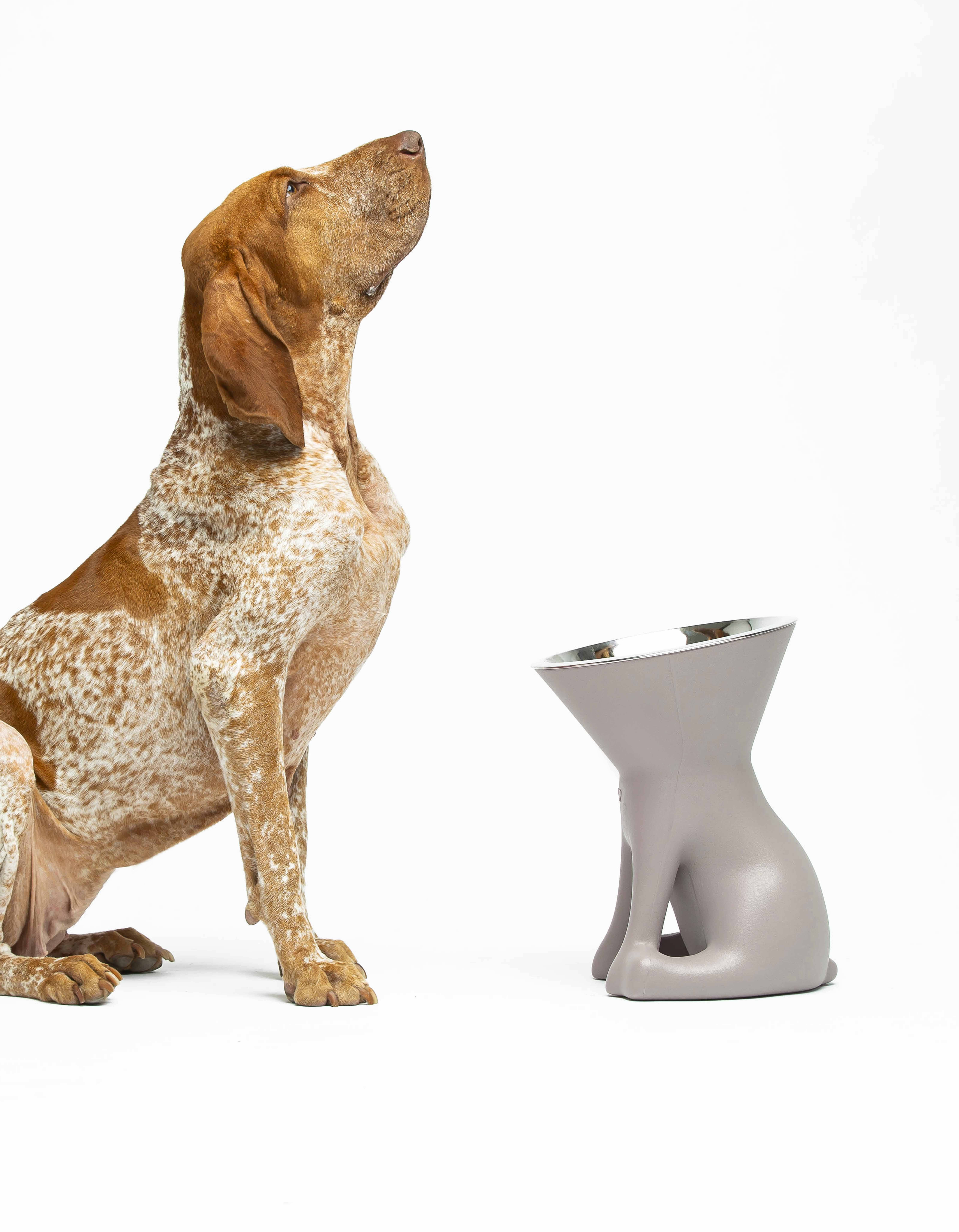 United Pets - Vente Gamelle – chat et chien - Elizabeth : gamelle surélevée pour chien24