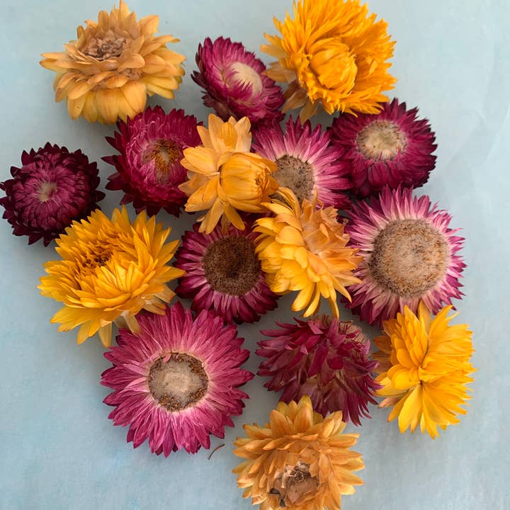 Saslittlevillage - Vente Fleurs artificielles - Têtes d'hélichrysum - 20 à 25 pièces - blanches