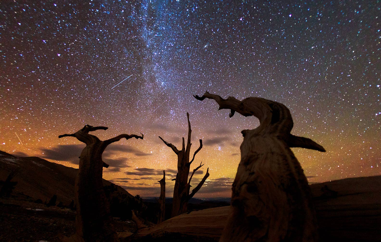 Insight Editions - #1 Pop Culture Publisher - Wholesale Nature & Outdoors Book - Trees2