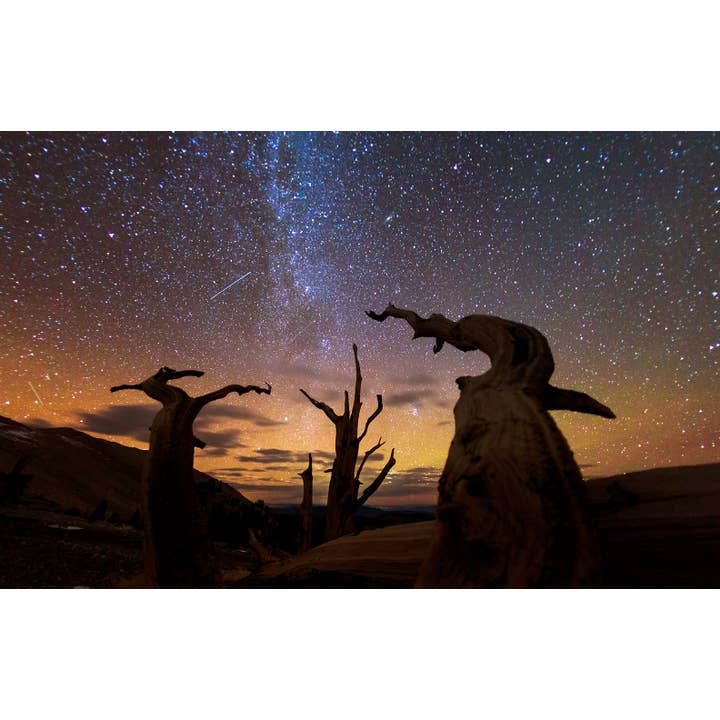 Insight Editions - #1 Pop Culture Publisher - Vente Livre sur la nature et les activités de plein air - Arbres2