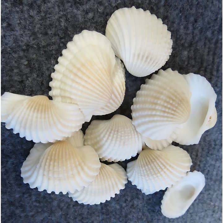 GSea - Wholesale Decorative Tabletop Object - Assorted Seashell Granular Ark White Cockle Shell Decor
