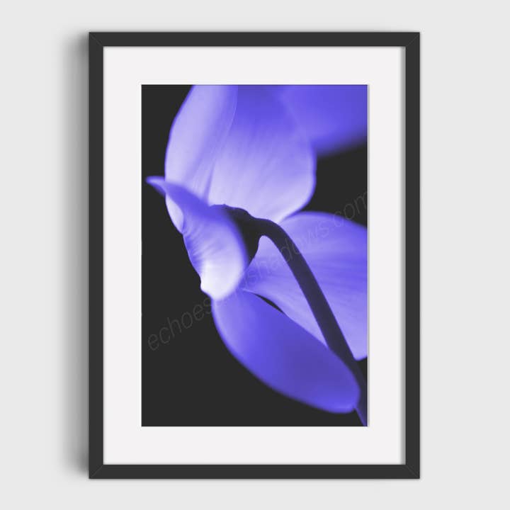 Electric Blue Cyclamen Flower Photo Print, Flower Wall Art for wholesale by Echoes & Shadows Photography